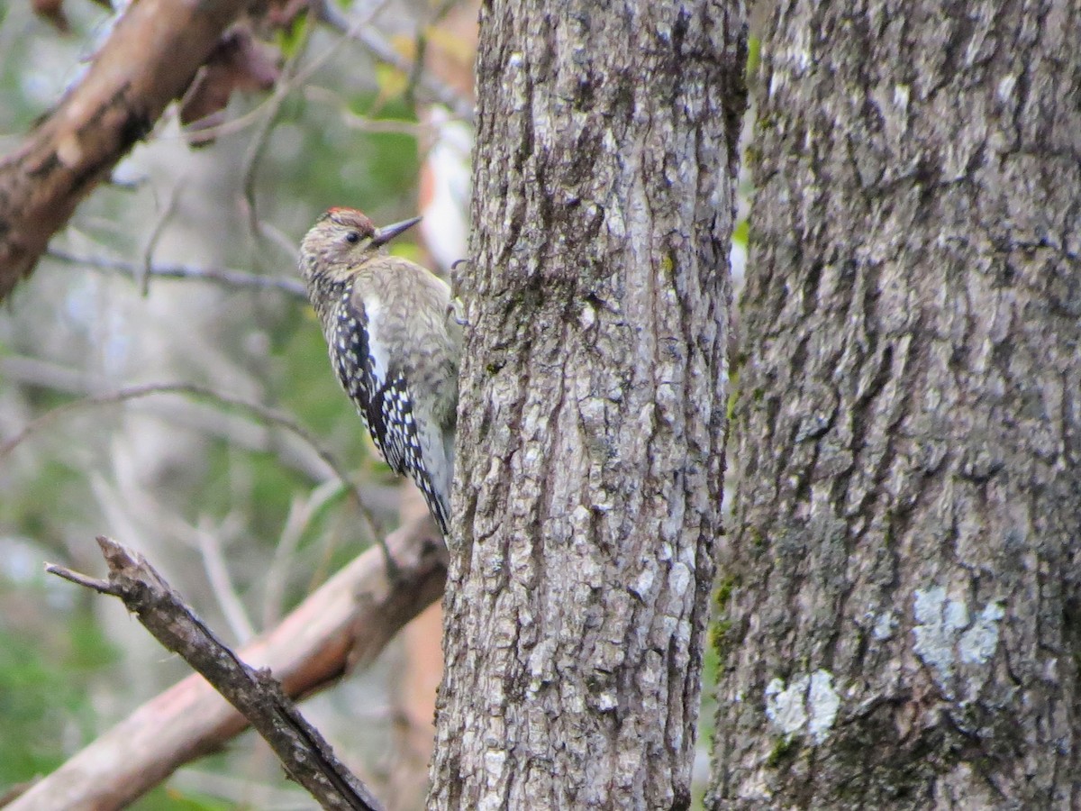 Yellow-bellied Sapsucker - ML646349162
