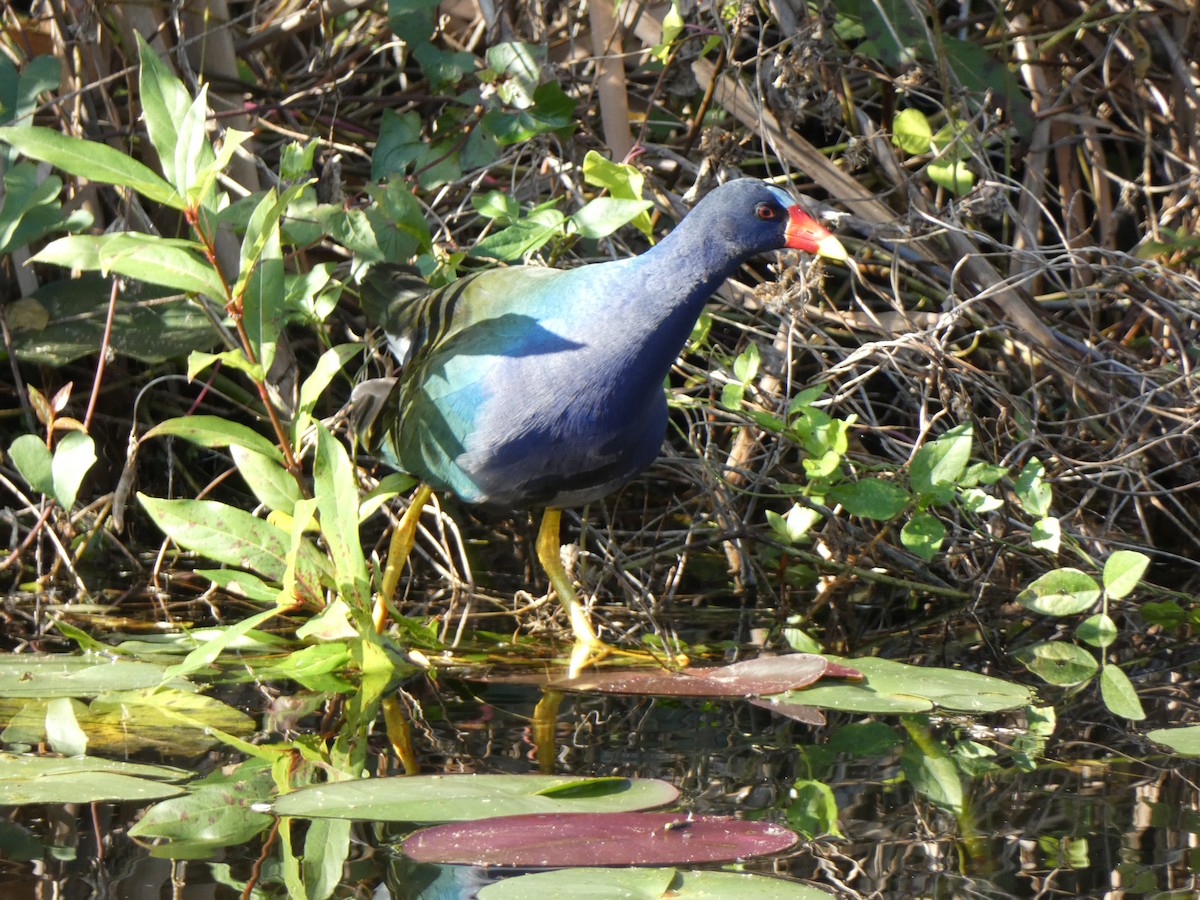 Малая султанка - ML646349164