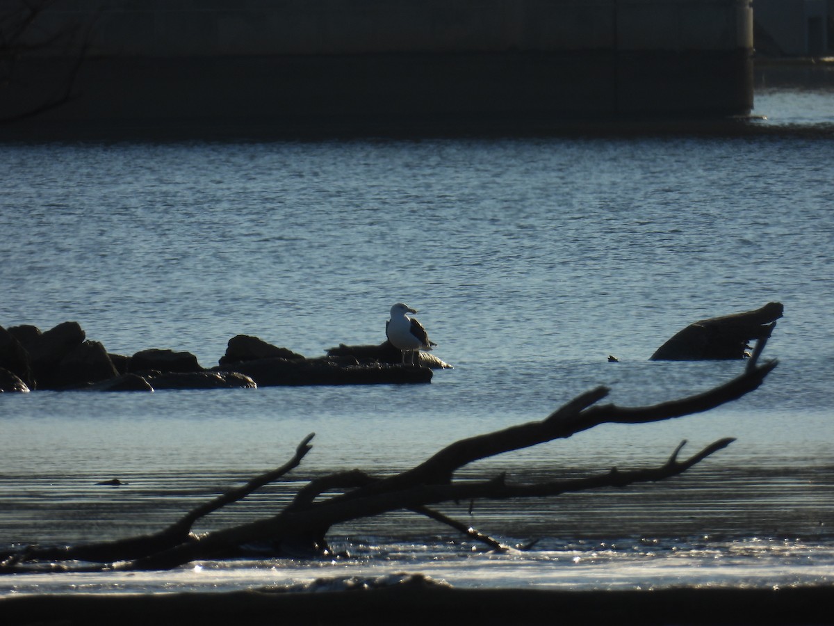 racek mořský - ML646349165