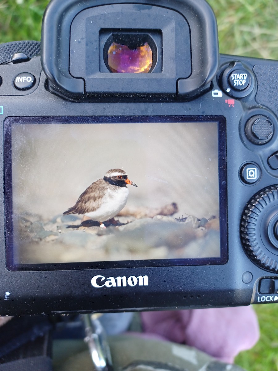 Shore Plover - ML646349167
