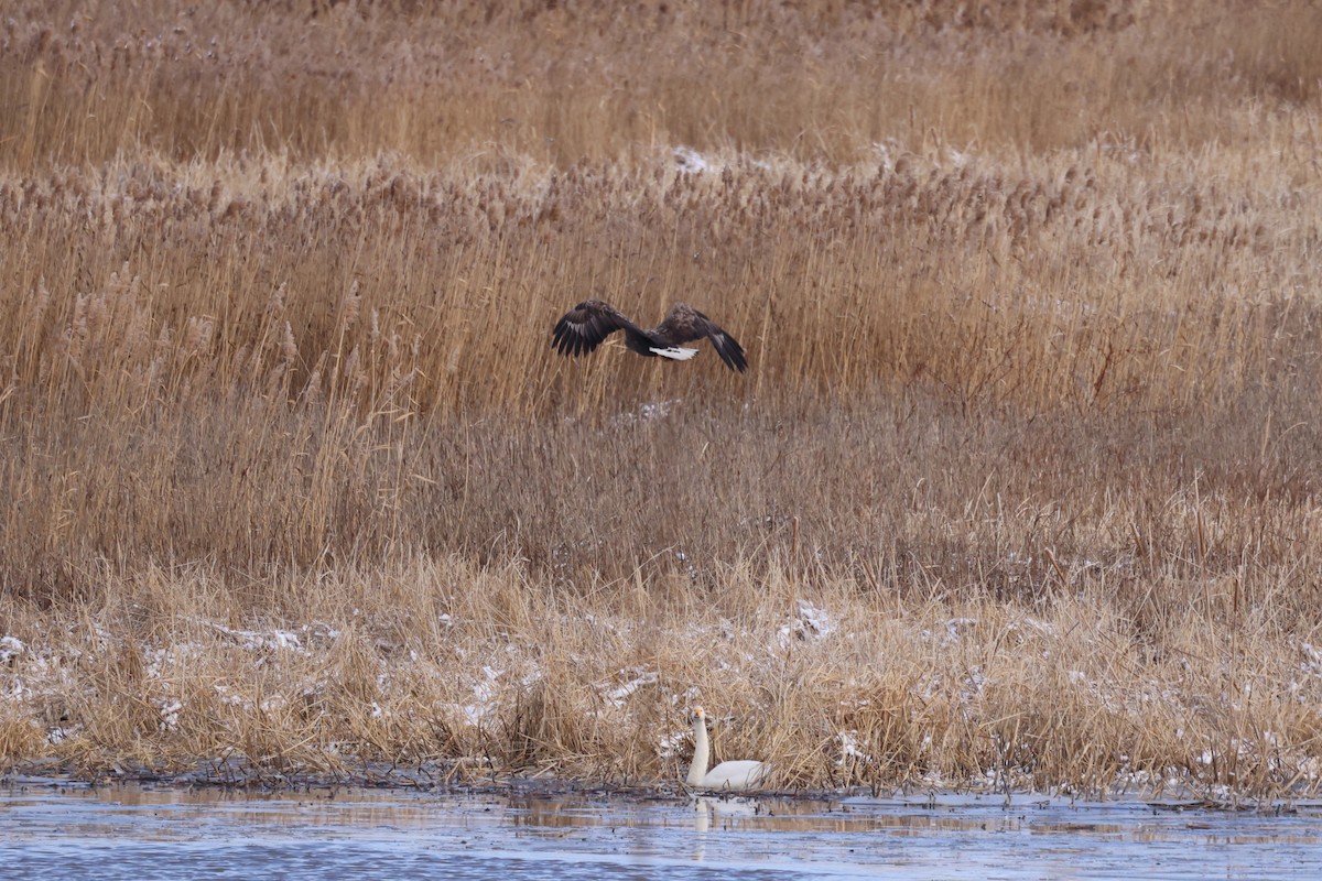 havørn - ML646349170