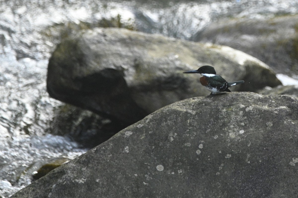 Green Kingfisher - ML646349172
