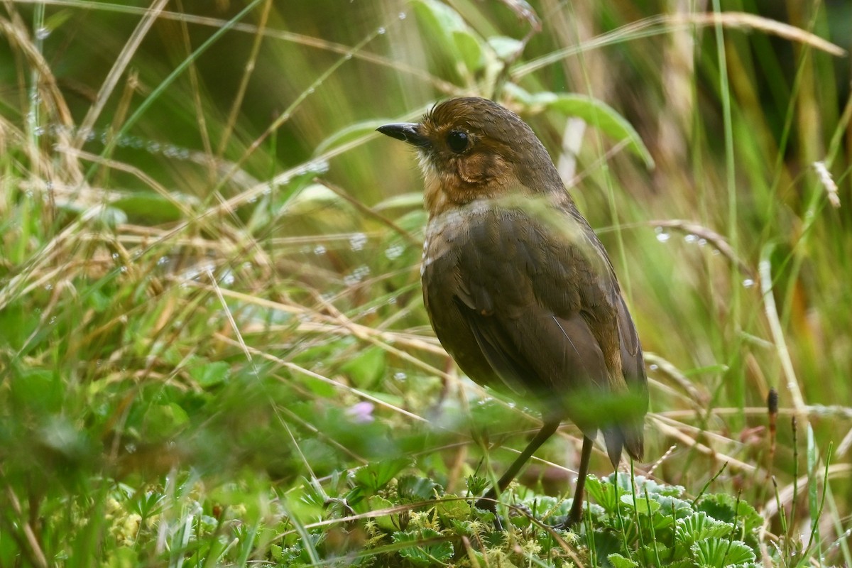 Grallaire alticole - ML646349173