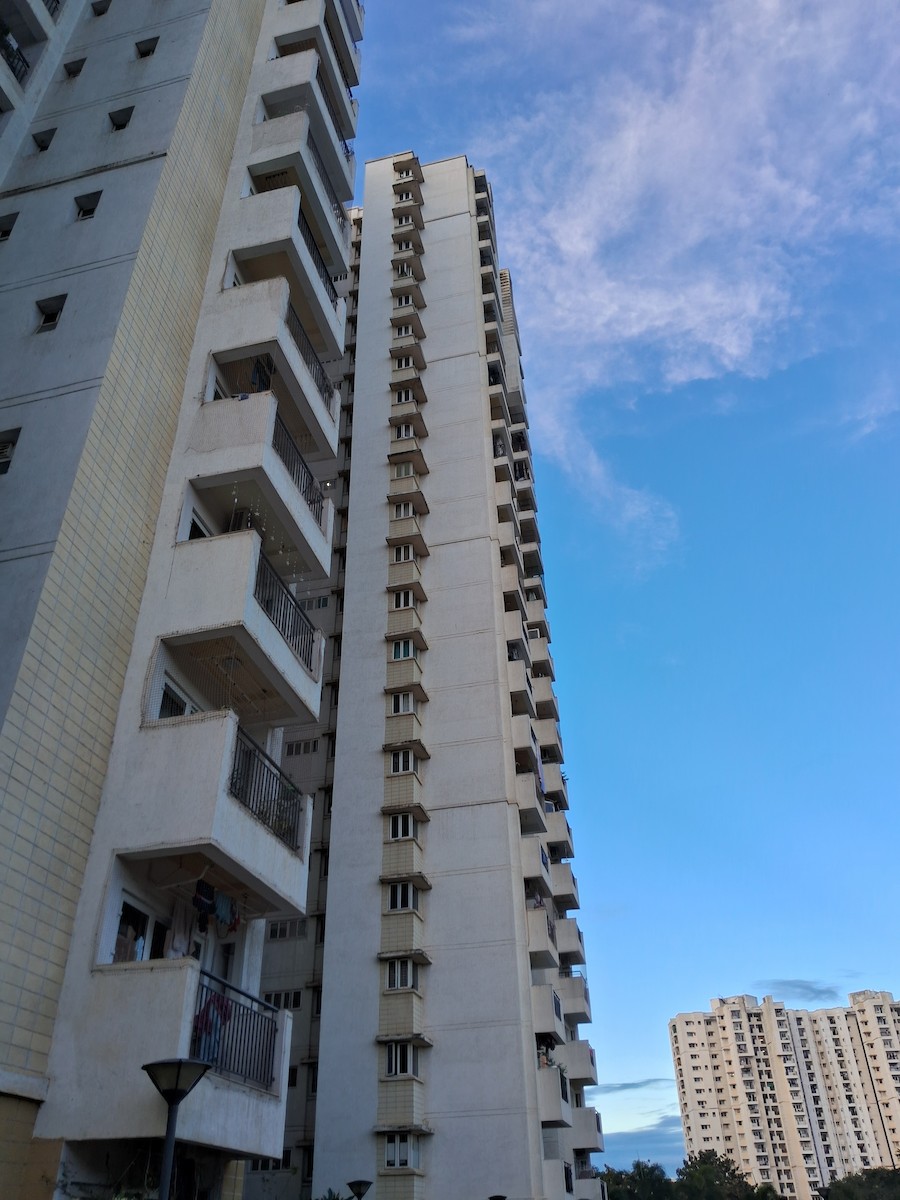 Peregrine Falcon - ML646349174