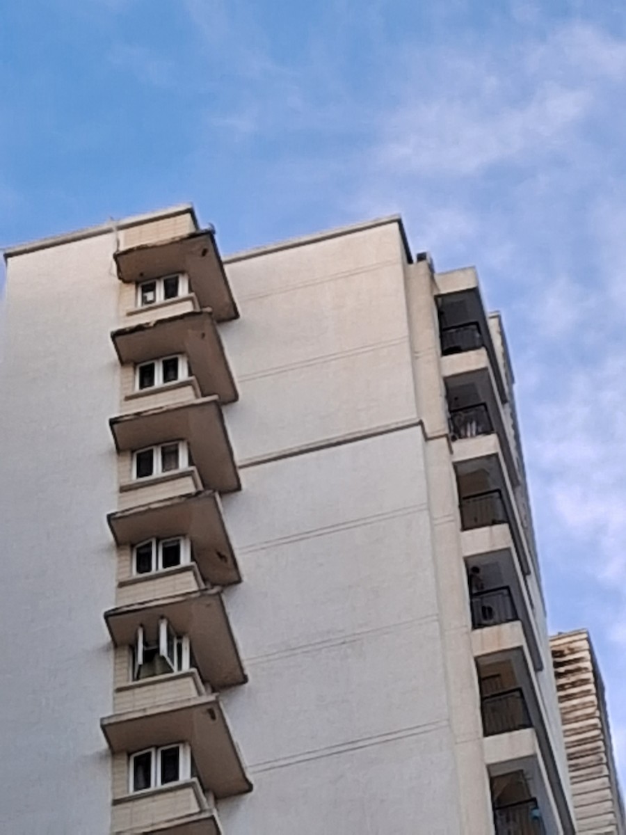 Peregrine Falcon - ML646349175