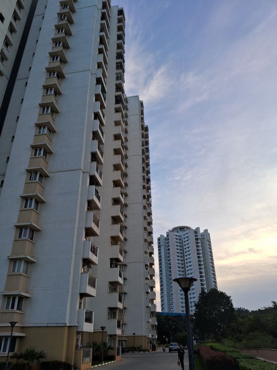 Peregrine Falcon - ML646349176