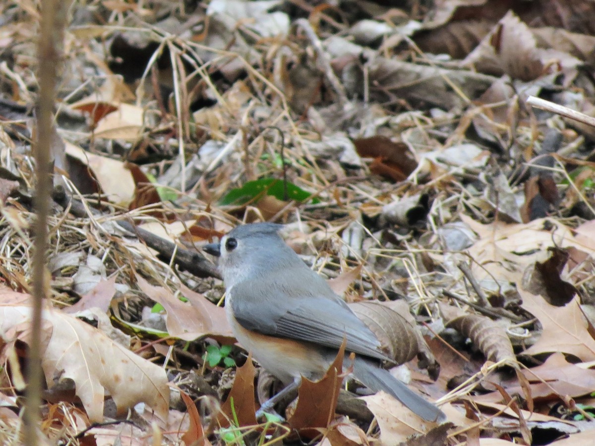 Tufted Titmouse - ML646349177