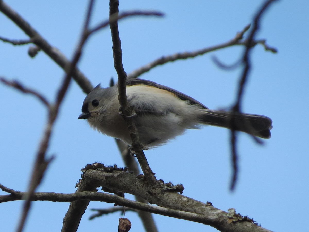 Tufted Titmouse - ML646349178