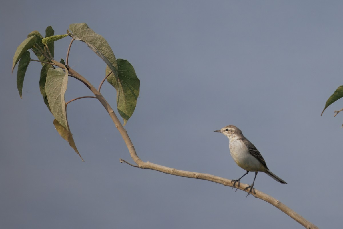 Western Yellow Wagtail - ML646349179