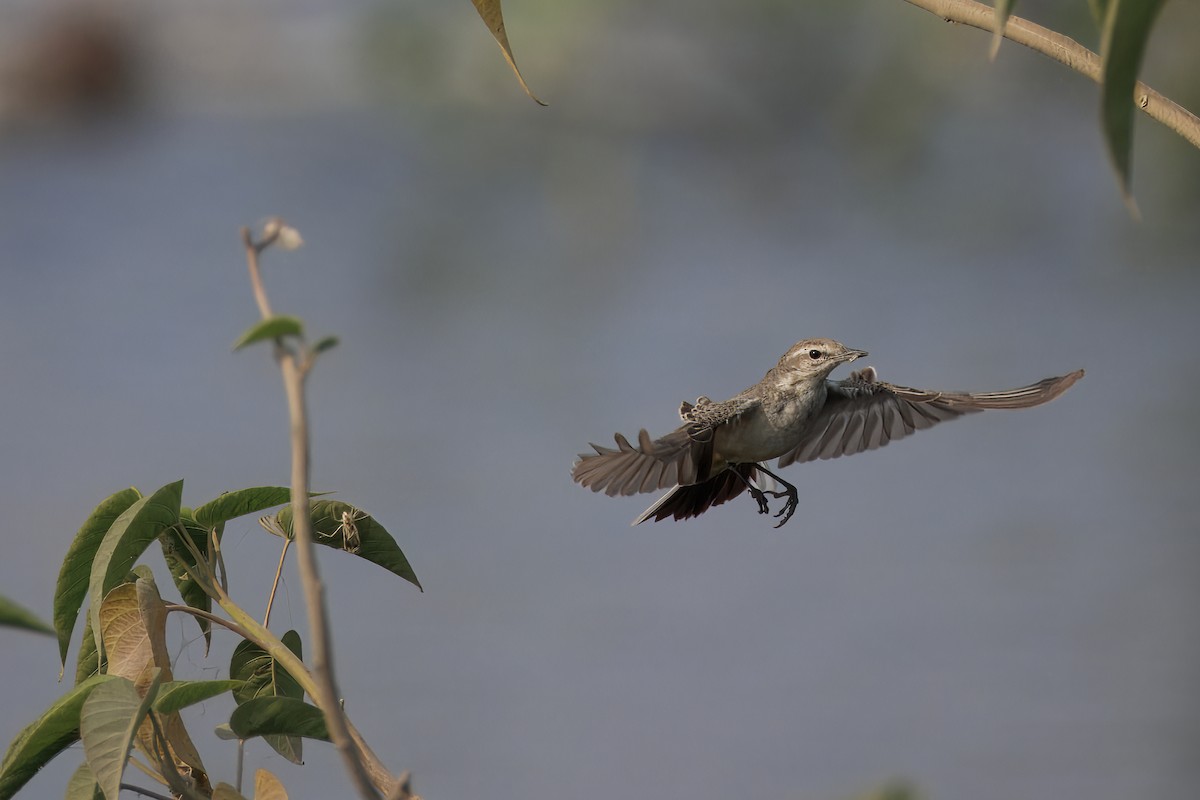 Western Yellow Wagtail - ML646349180