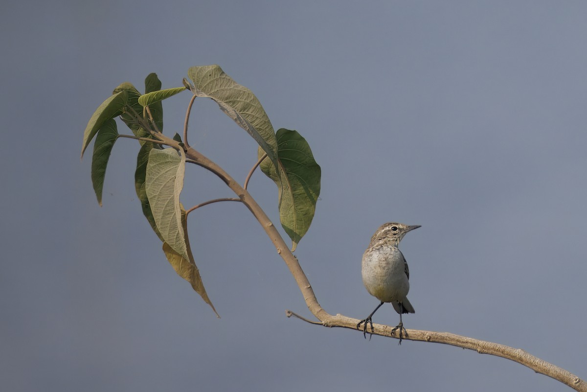Western Yellow Wagtail - ML646349181