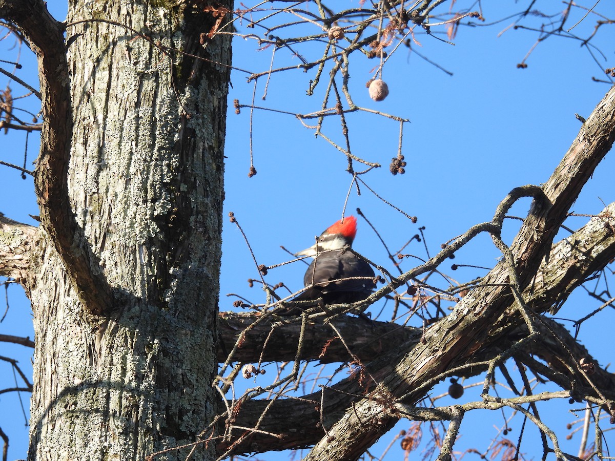 Pileated Woodpecker - ML646349182