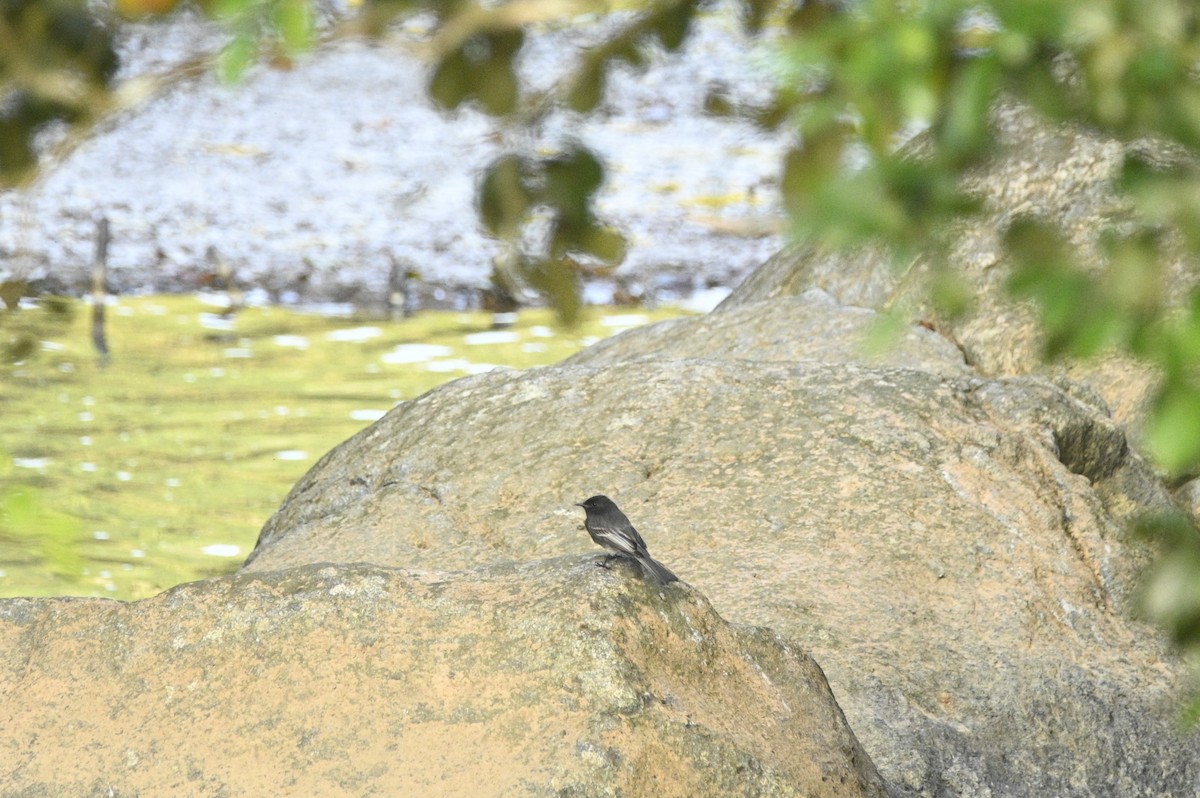 Black Phoebe - ML646349183