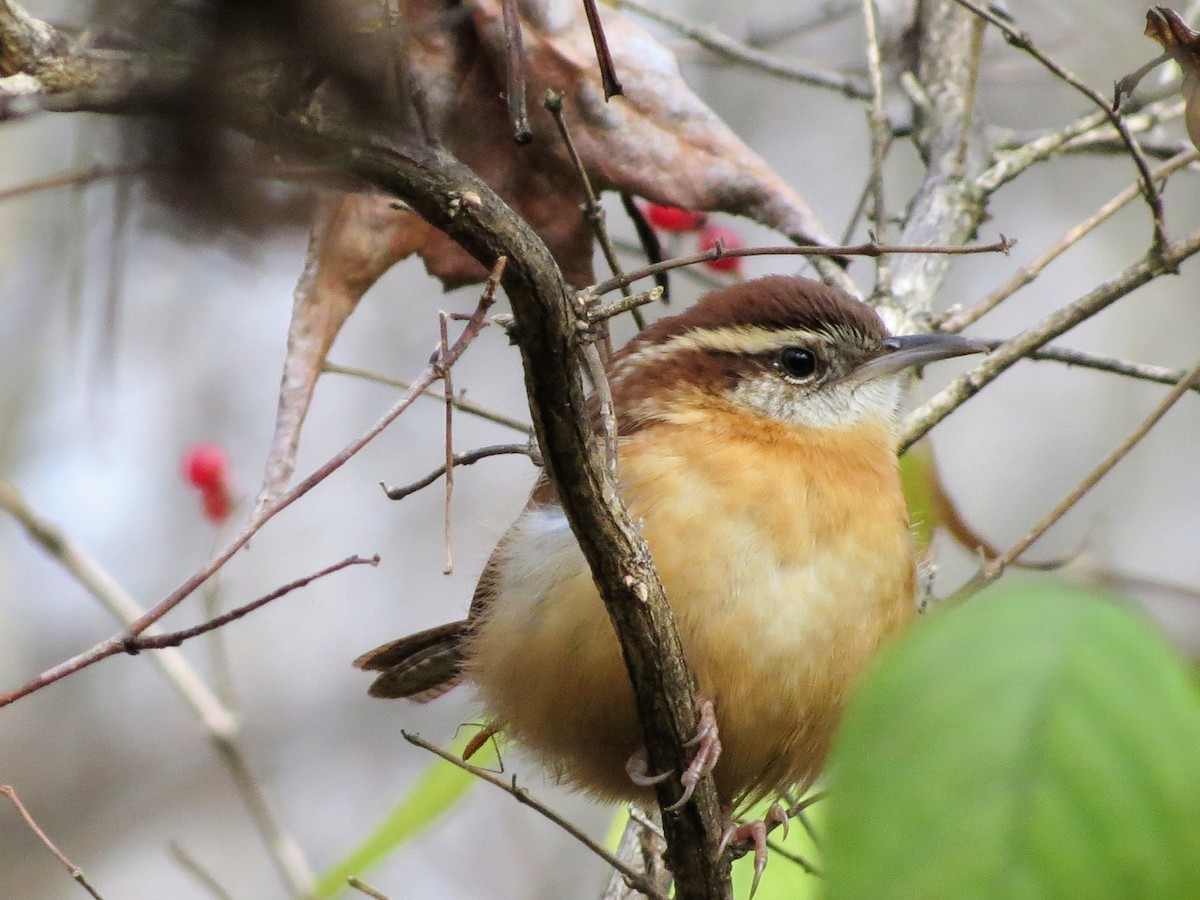 Carolina Wren - ML646349185