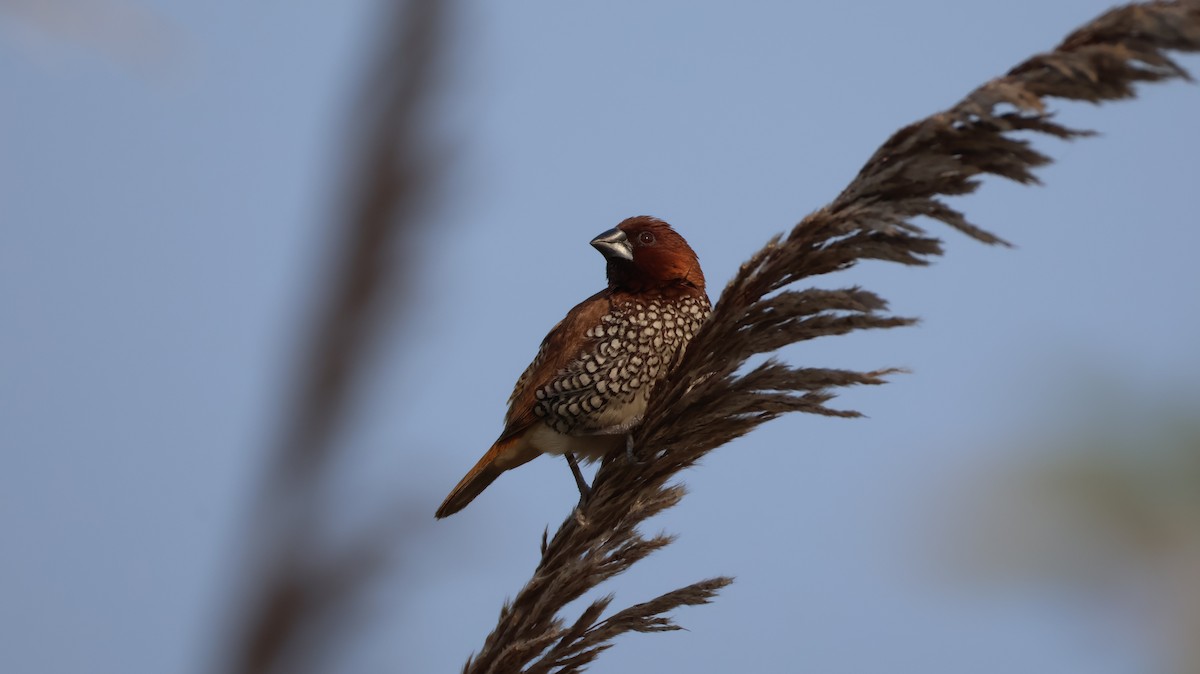 Scaly-breasted Munia - ML646349188