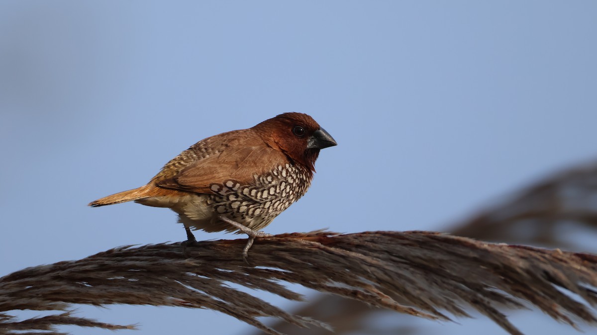Scaly-breasted Munia - ML646349189