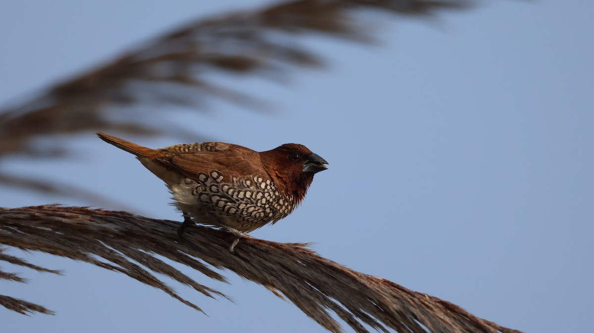 Scaly-breasted Munia - ML646349190