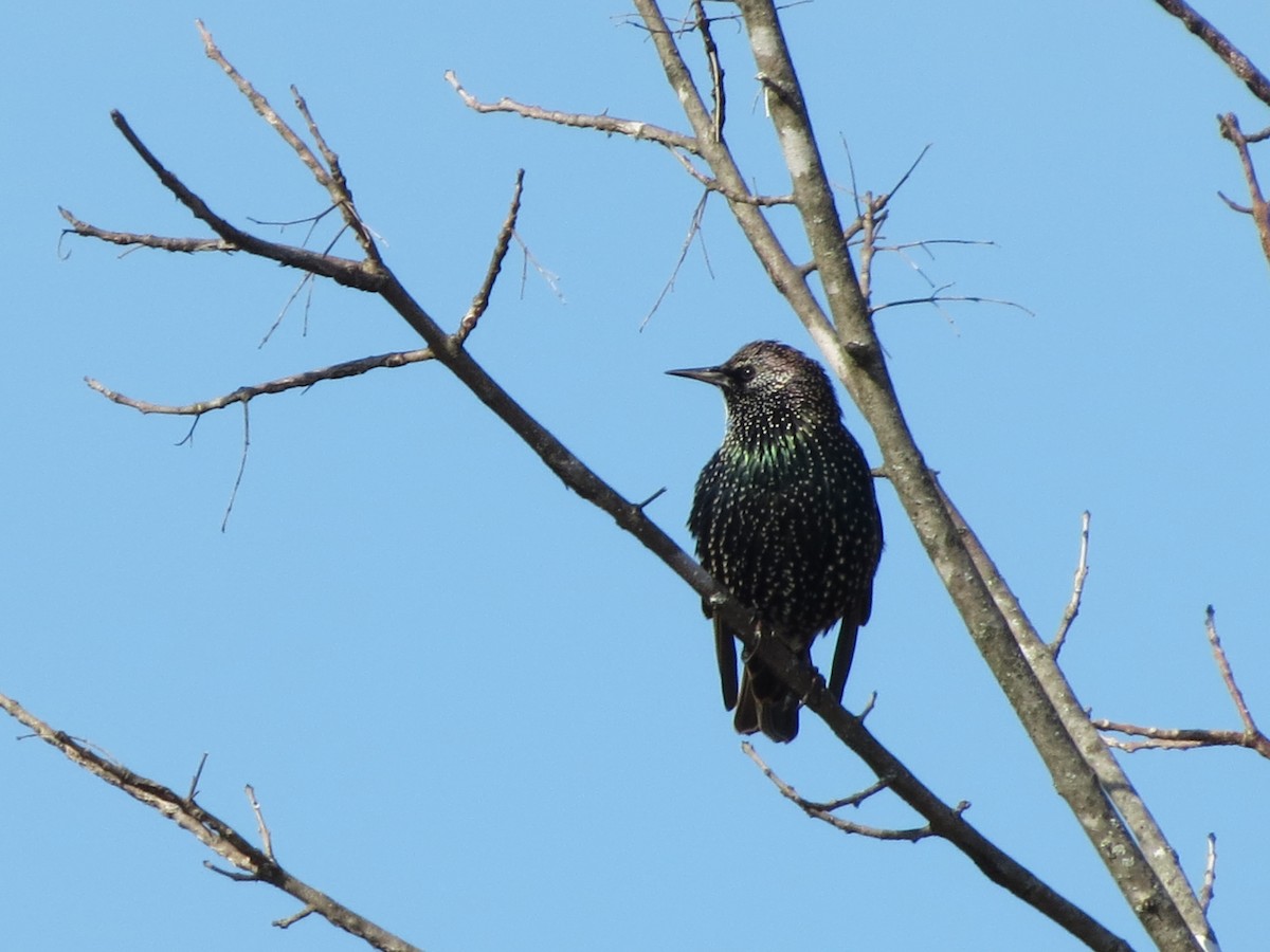 Arabazozo pikarta - ML646349194