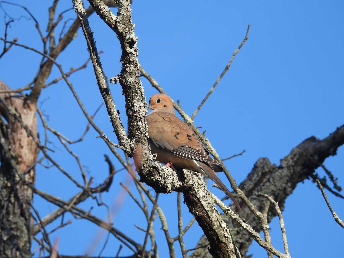 Mourning Dove - ML646349195