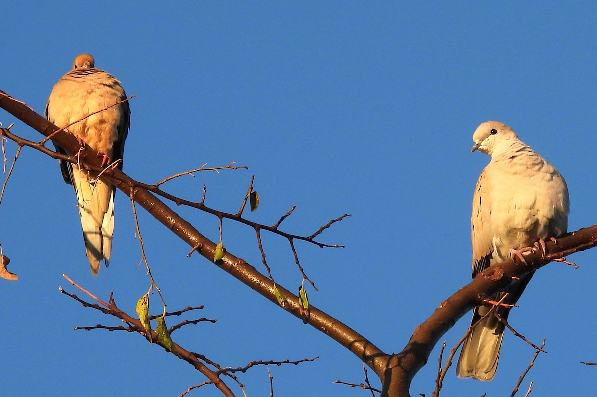Mourning Dove - ML646349201