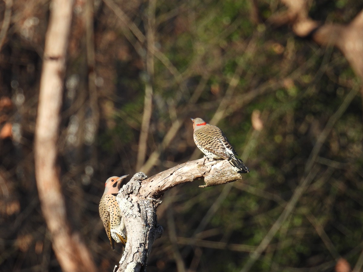 Northern Flicker - ML646349203