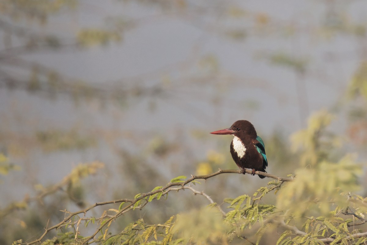 White-throated Kingfisher - ML646349205