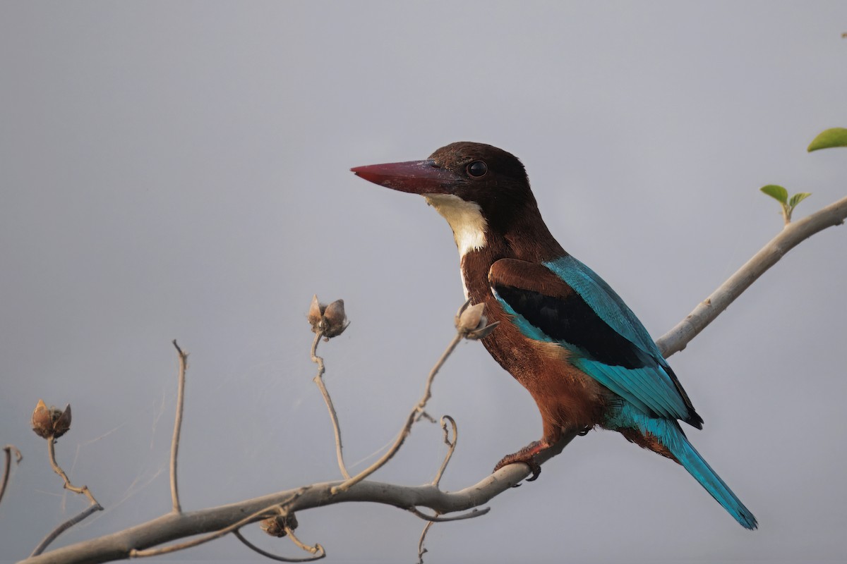 White-throated Kingfisher - ML646349206
