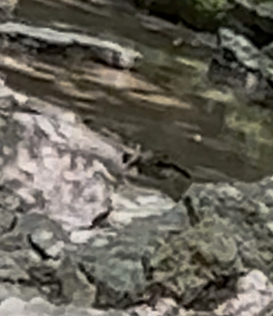 American Robin - ML646349210