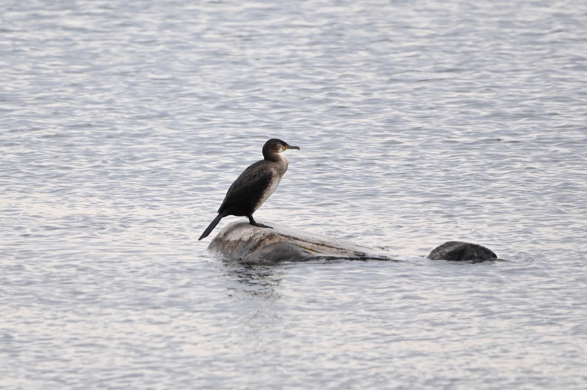 Great Cormorant (North Atlantic) - ML646349214