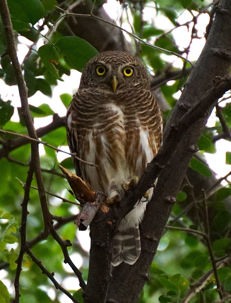 Asian Barred Owlet - ML646349215