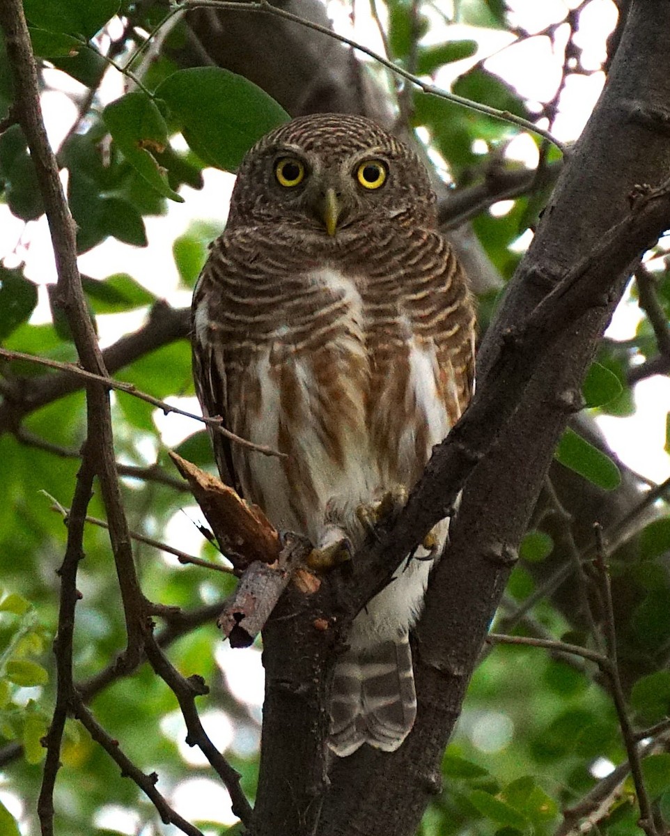 Asian Barred Owlet - ML646349217