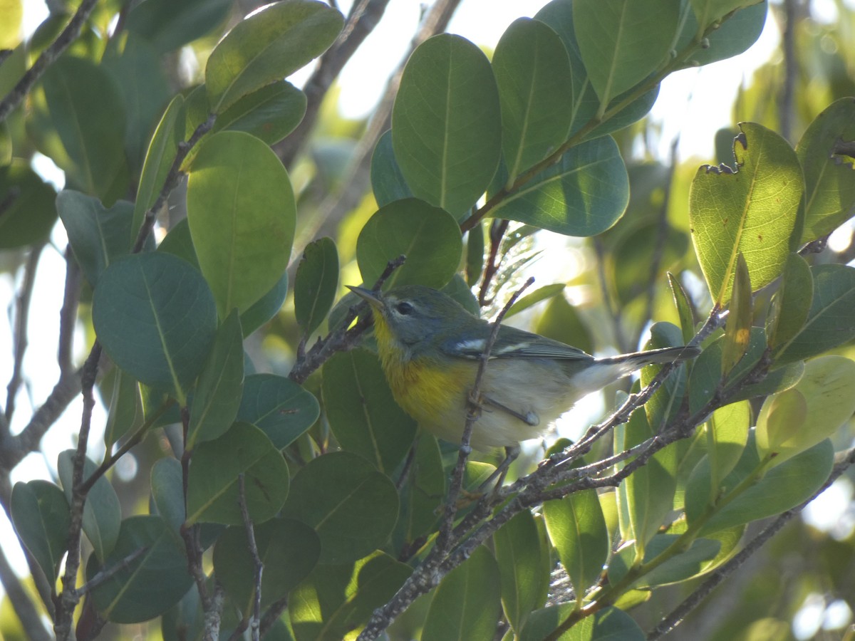 Parula Norteña - ML646349218