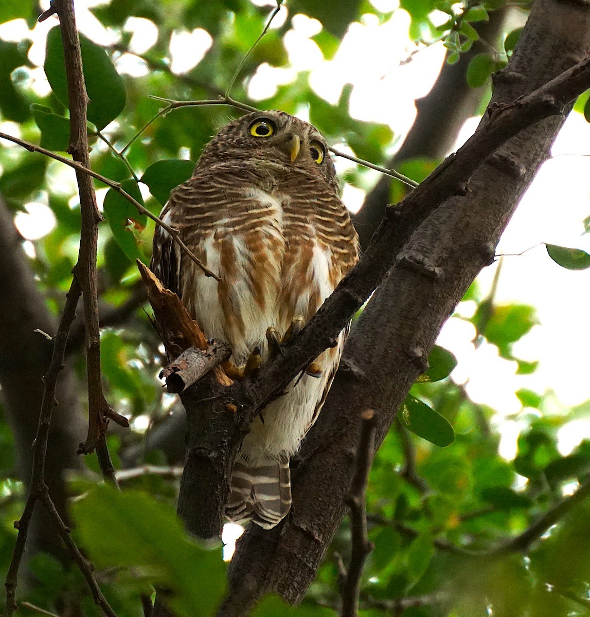 Asian Barred Owlet - ML646349219