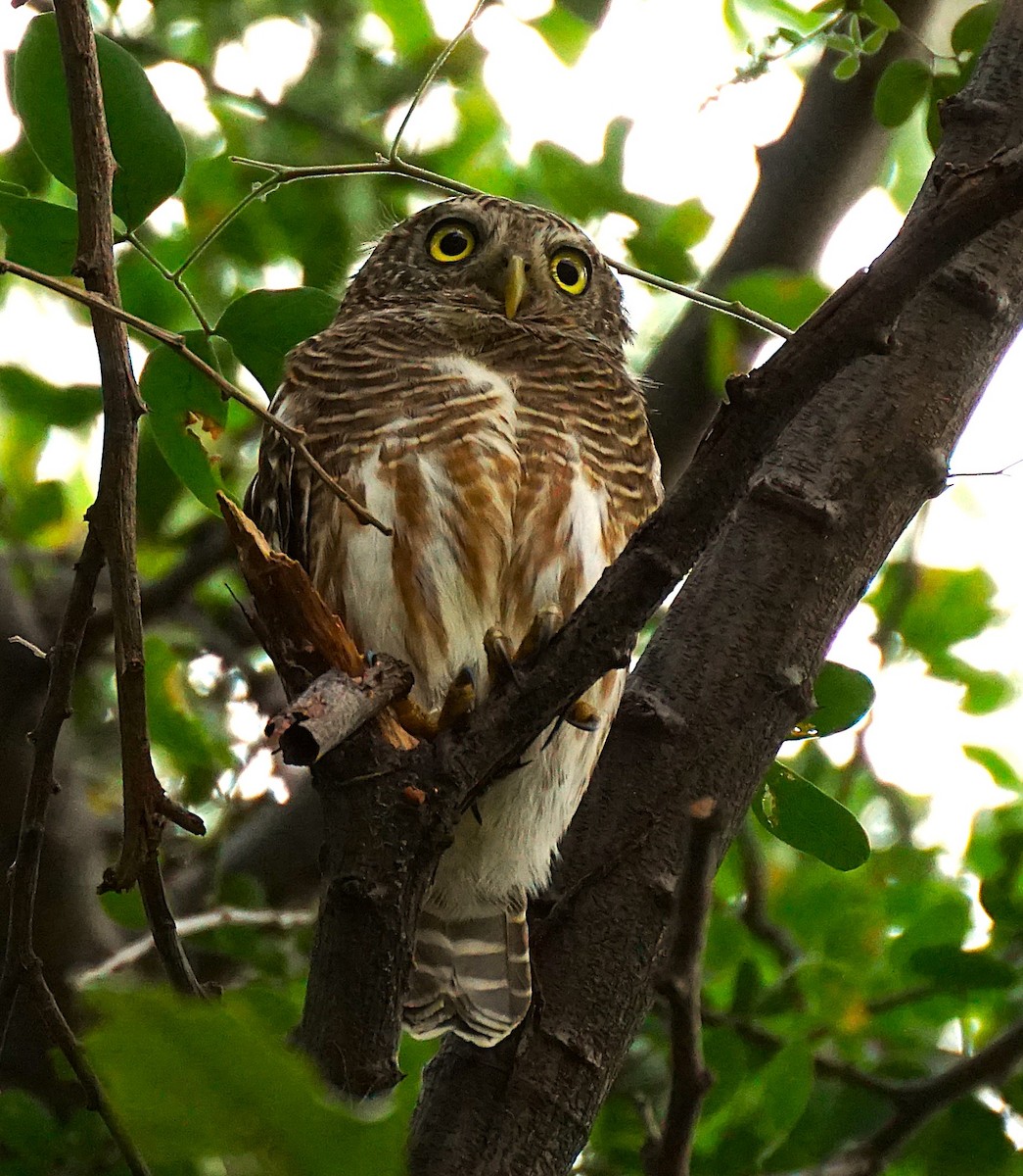 Mochuelo Cuco - ML646349220