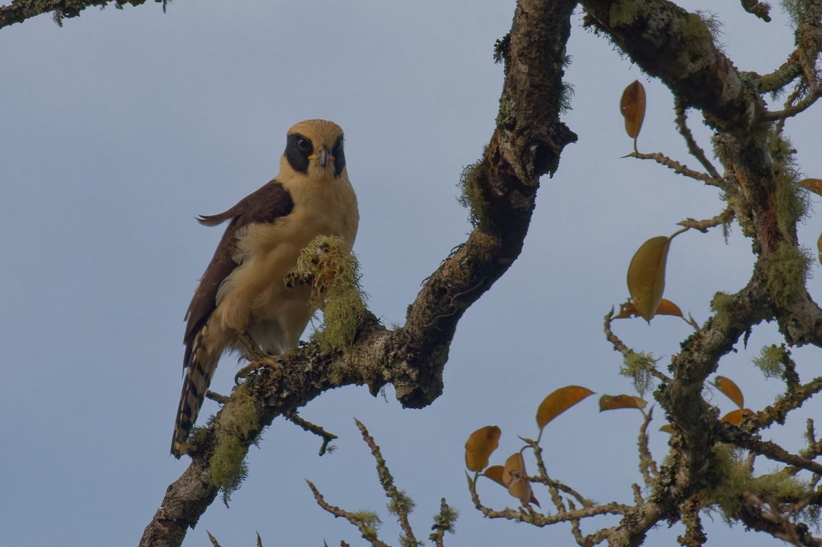 Halcón Reidor - ML646349221