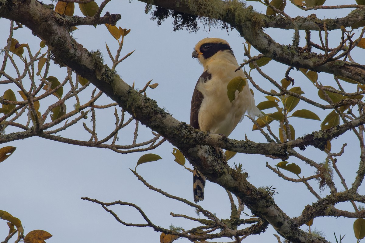 Halcón Reidor - ML646349222