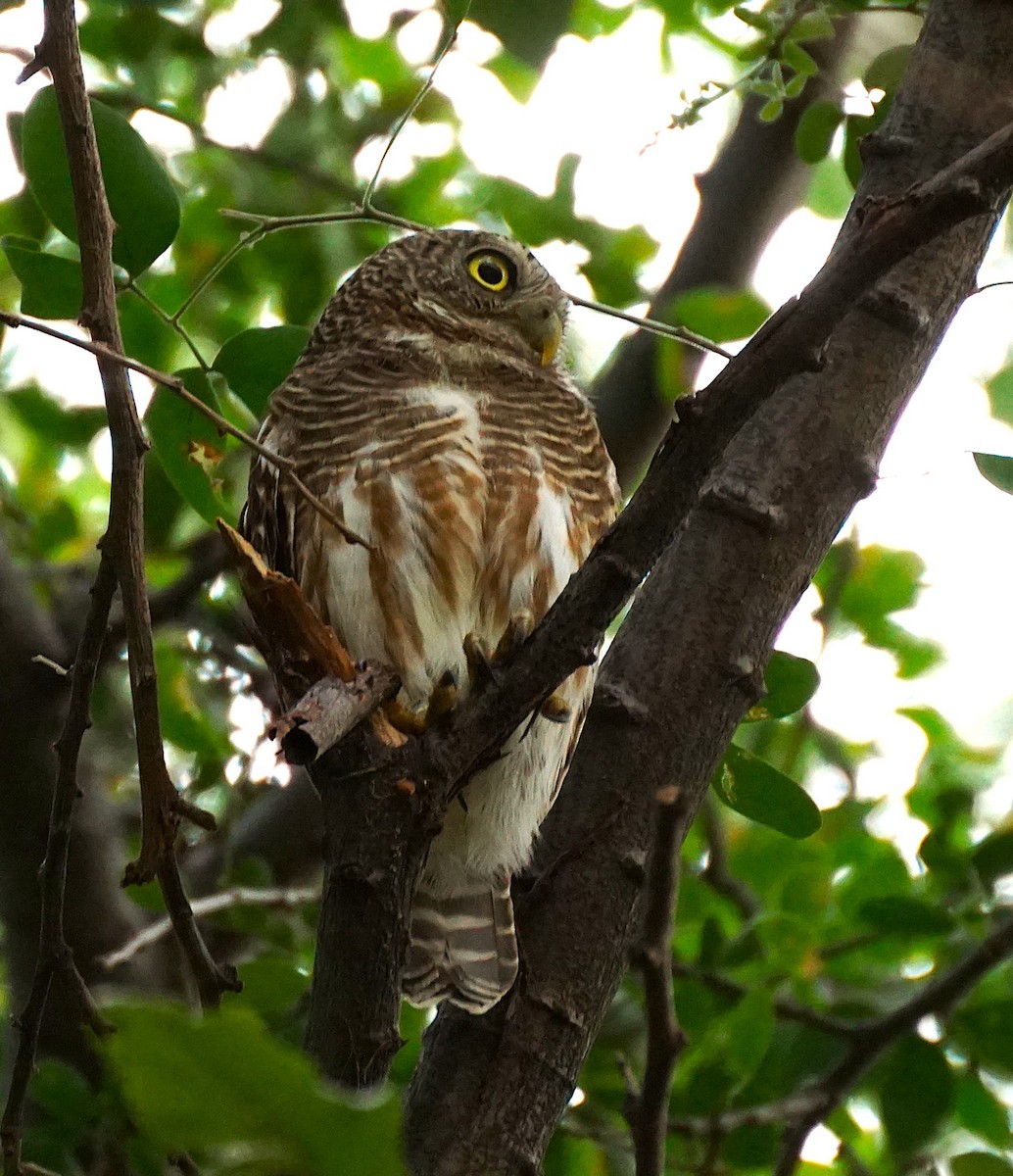 Mochuelo Cuco - ML646349223