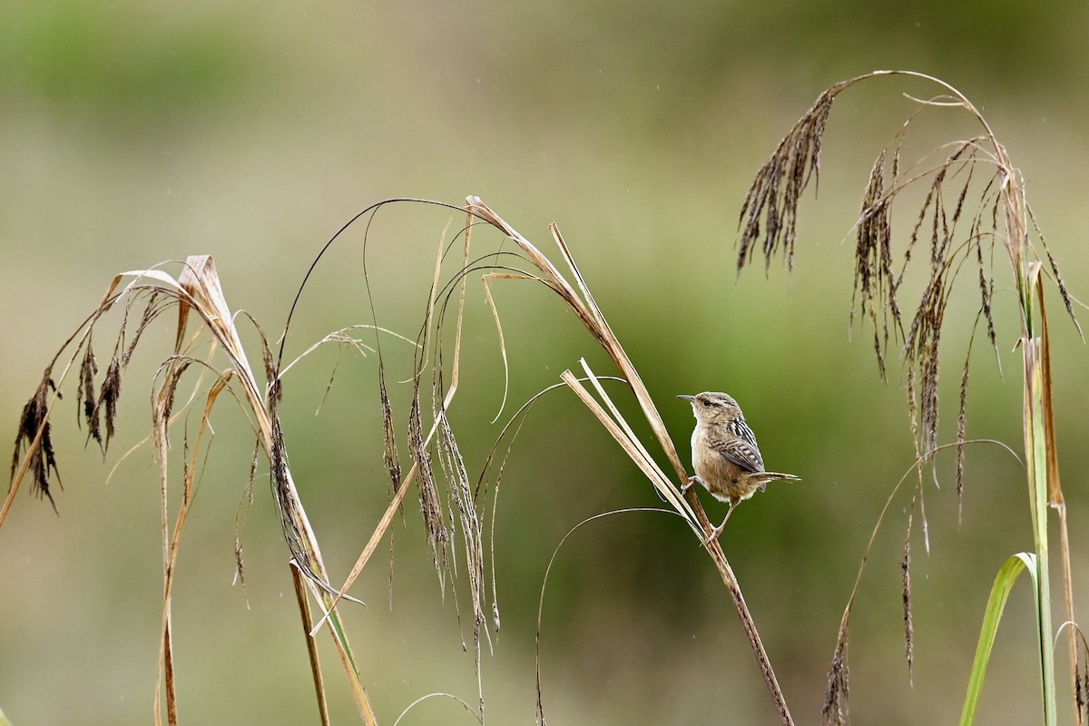 střízlík ostřicový - ML646349226