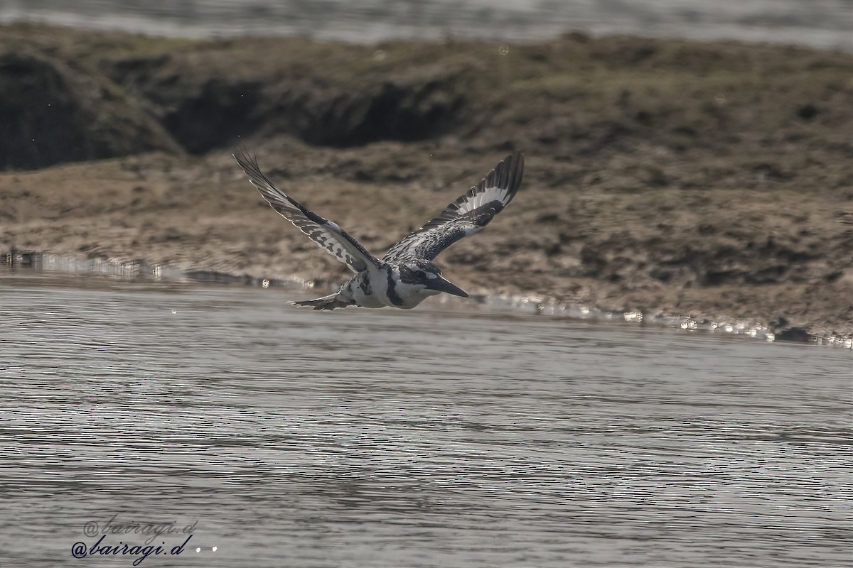 Martín Pescador Pío - ML646349227