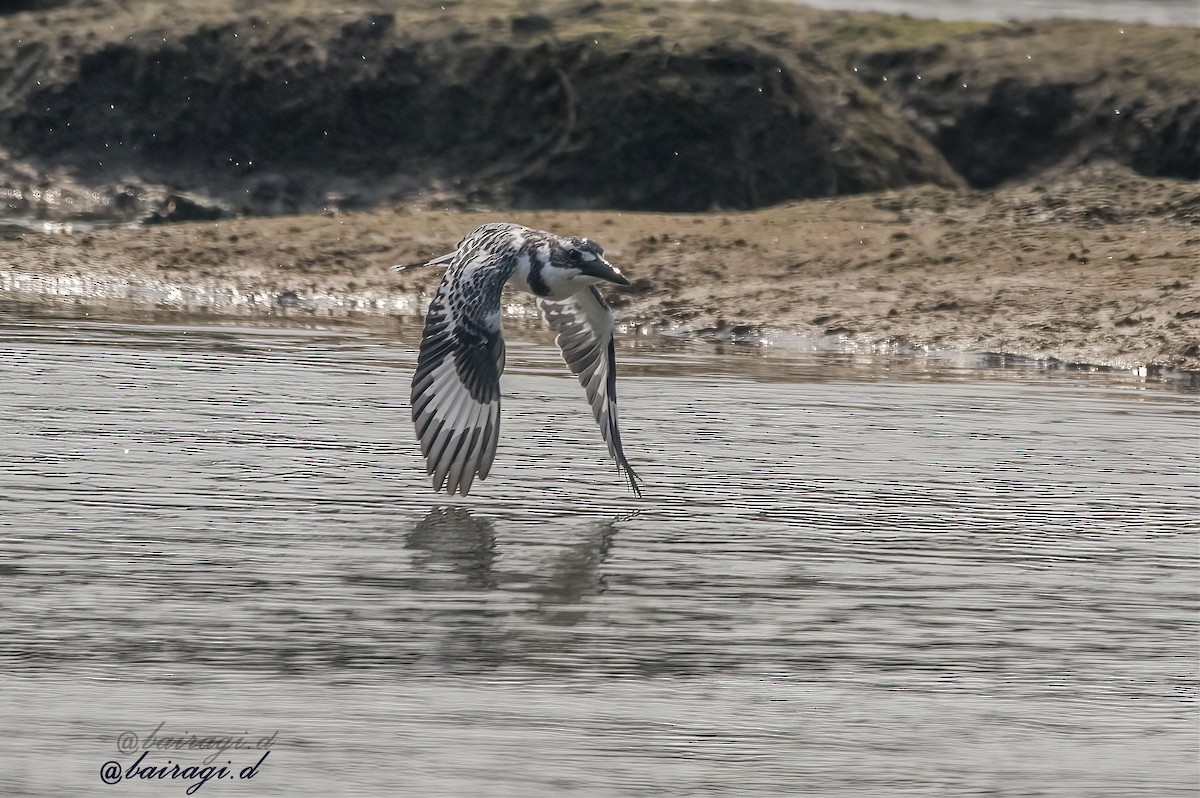 Martín Pescador Pío - ML646349228