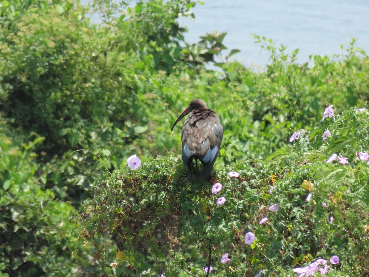 Ibis Hadada - ML646349229