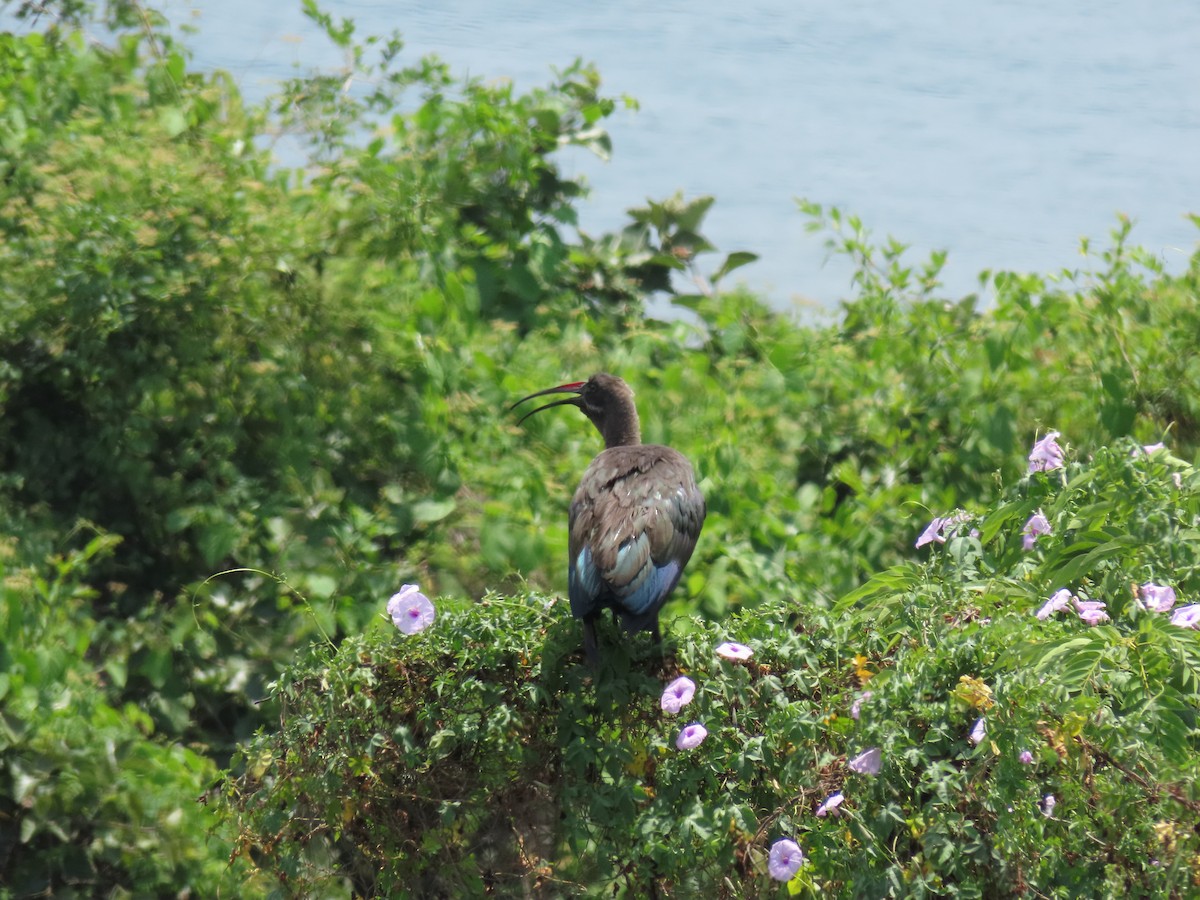 Ibis Hadada - ML646349230