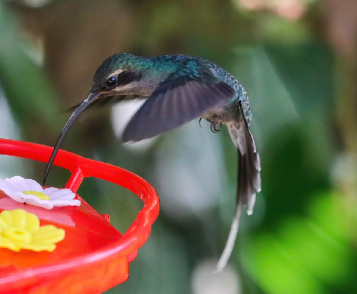 Ermitaño Verde - ML646349231