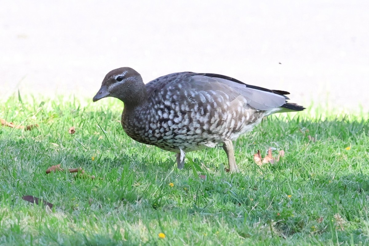 Pato de Crin - ML646349232