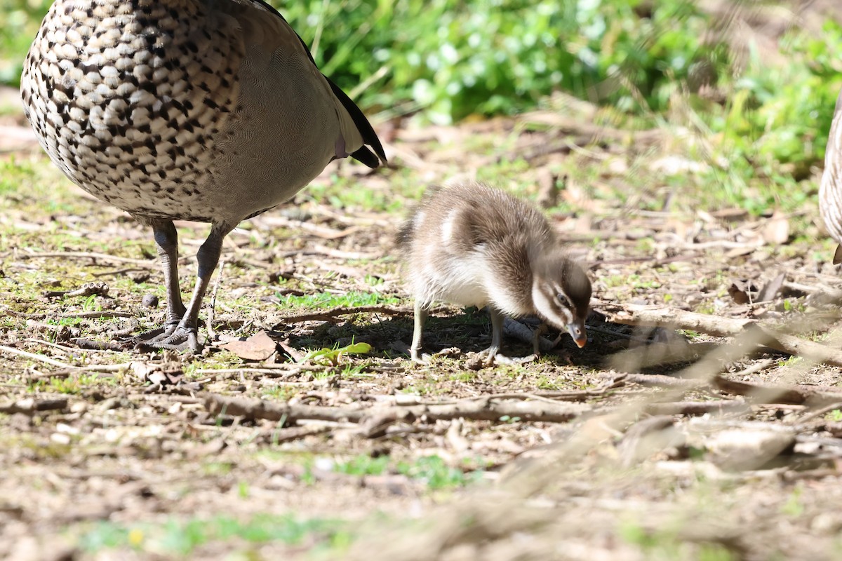 Ganso Cenizo - ML646349235