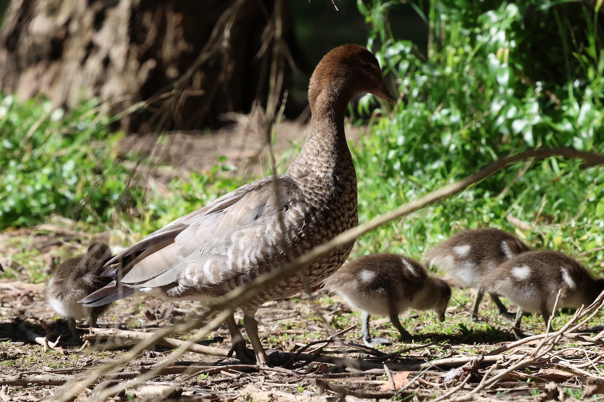 Ganso Cenizo - ML646349236