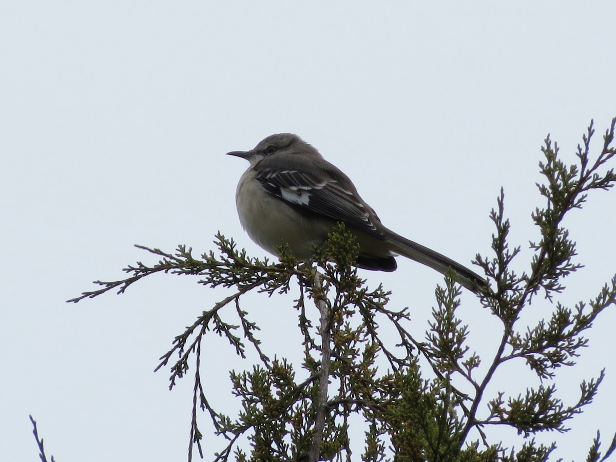 Sinsonte Norteño - ML646349237