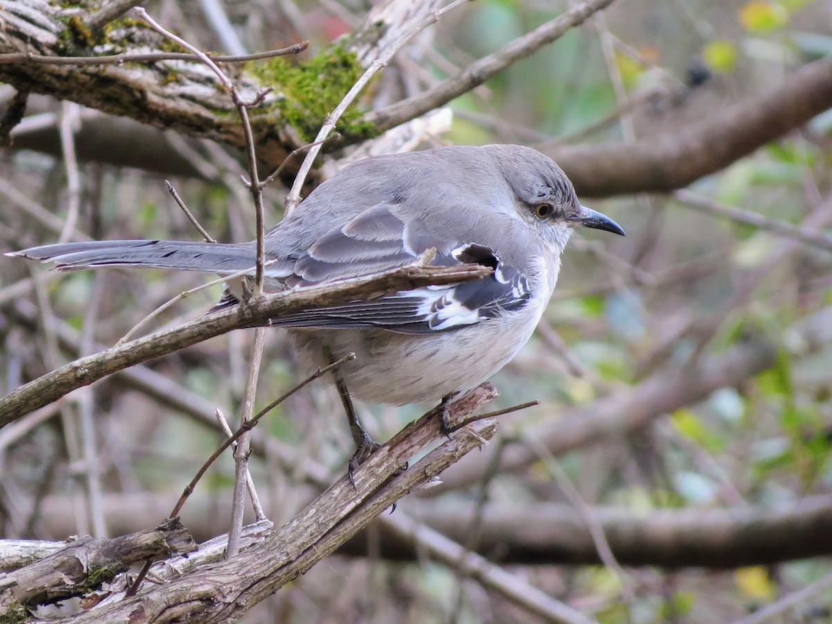 Sinsonte Norteño - ML646349238