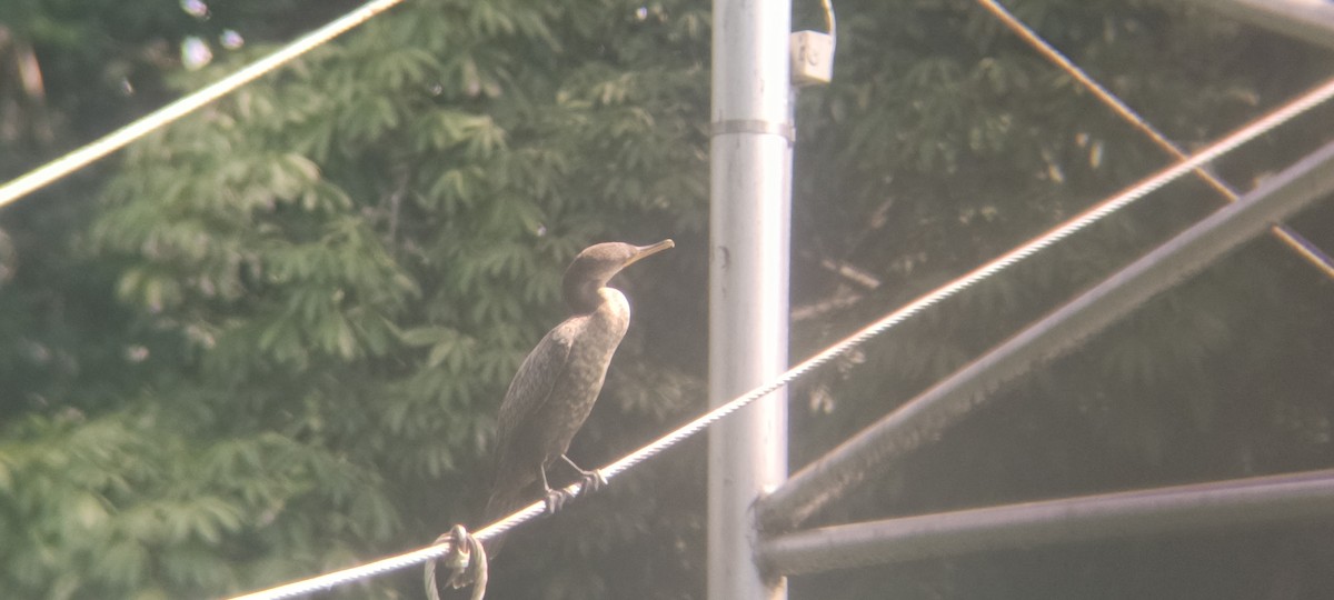 Neotropic Cormorant - ML646349240