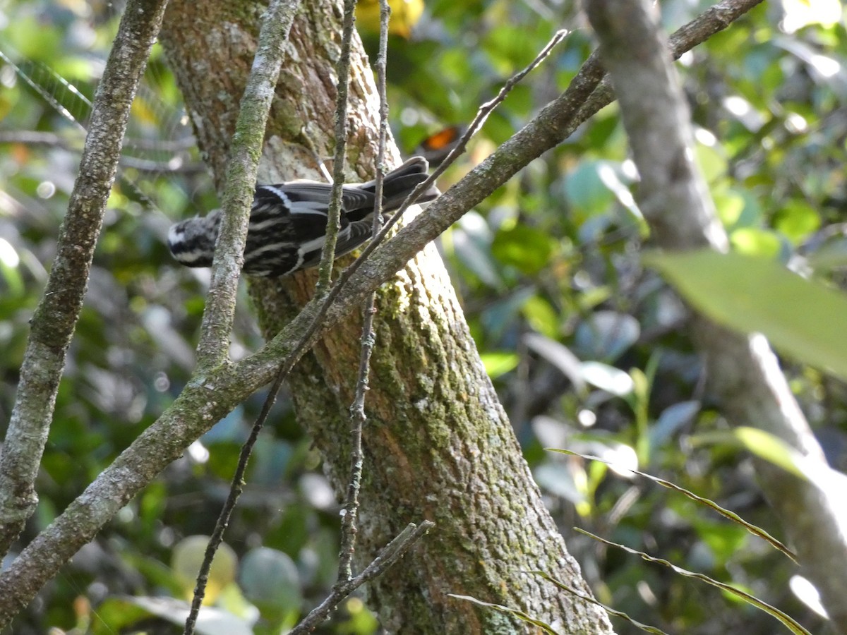 Reinita Trepadora - ML646349241